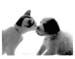 Pup&Kitten - 1996