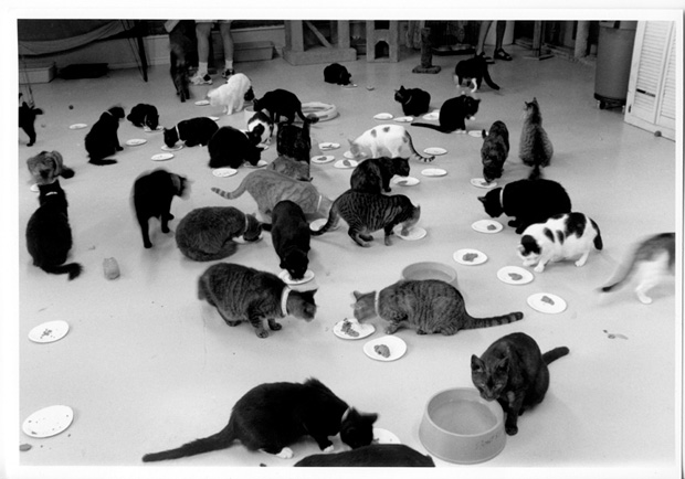 CatShelterFeed - 1996#CEA9