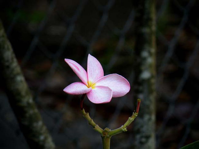 Frangipani-2008