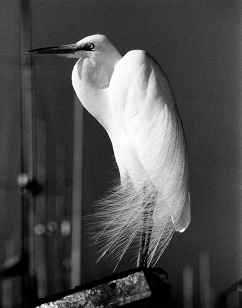 GreatEgret c.1988