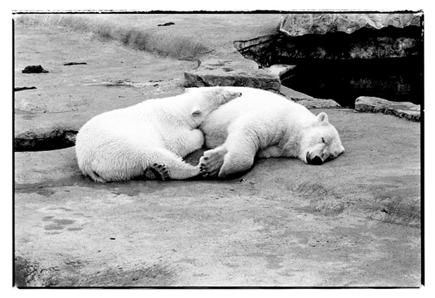 SleepingBears - 1980