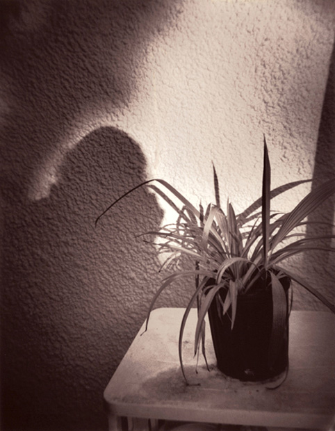 SpiderPlant (Holga) c.1997